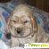 Порода собак Спаниель - Собаки - Фото 34171