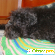 Карликовый пудель - Собаки - Фото 36488