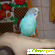 Волнистый попугай - Птицы - Фото 36526
