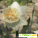 Цветы Нарциссы - Разное (сад и огород) - Фото 36728