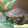 Красноухая черепаха - Другие - Фото 47895