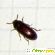 карбофос от клопов - Средства уничтожения насекомых - Фото 44693