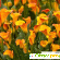Калла цветок (Calla) / Белокрыльник - Домашняя калла, Посадка - Комнатные цветы - Фото 51715