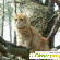 порода кошек Сибирская кошка - Кошки - Фото 51433