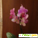 Орхидея Фаленопсис - Комнатные цветы - Фото 53429