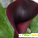Калла цветок (Calla) / Белокрыльник - Домашняя калла, Посадка - Комнатные цветы - Фото 51716