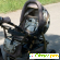 Коляска трансформер - Детские коляски - Фото 56591