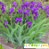 Цветок Ирис гибридный - Растения садовые - Фото 56881