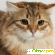 порода кошек Сибирская кошка - Кошки - Фото 51432