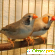 Амадин - Птицы - Фото 69763