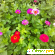 Циния - Растения садовые - Фото 67795