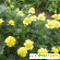 Садовые цветы бархатцы (Tagetes) - Разное (сад и огород) - Фото 76101