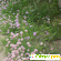 Садовое растение Шнитт - лук - Разное (сад и огород) - Фото 76016