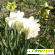 Нарциссы полные - Разное (сад и огород) - Фото 71581
