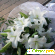 Садовый цветок - лилия - Разное (сад и огород) - Фото 61850