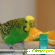 Корм для попугаев - Корм для птиц - Фото 72544