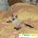 Сиамский котенок - Кошки - Фото 70956