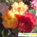 Цветок Роза - Растения садовые - Фото 66763