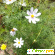 Космея дваждыперистая - Растения садовые - Фото 73770