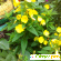 Энотера двулетняя - Растения садовые - Фото 75824