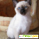 Сиамский котенок - Кошки - Фото 67242