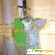 Платок Moschino - Платки, шали, накидки - Фото 76349