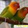Попугаи неразлучники - Птицы - Фото 65852