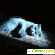 Шотландский вислоухий кот - Кошки - Фото 63562