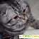 Шотландская кошка - Кошки - Фото 76461
