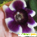 Глоксиния - Комнатные цветы - Фото 63530