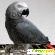 Попугаи жако - Птицы - Фото 69121