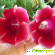 Глоксиния - Комнатные цветы - Фото 63532