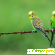 Волнистые попугаи - Птицы - Фото 71450