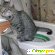 Cистема приучения кошек к унитазу - Разное (товары для животных) - Фото 62700