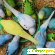 Волнистые попугаи - Птицы - Фото 71448