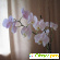 Фаленопсис фото - Комнатные цветы - Фото 66988