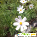 Космея дваждыперистая - Растения садовые - Фото 73771