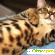 Бенгальская кошка цена - Кошки - Фото 80194