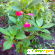 Бальзамин садовый - Растения садовые - Фото 82124