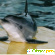 Дельфинарий в красноярске - Дельфинарии - Фото 81165