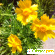 Кореопсис ланцетовидный - Растения садовые - Фото 90493