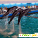 Дельфинарий на ввц - Дельфинарии - Фото 84309