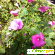 Лаватера многолетняя - Растения садовые - Фото 85804
