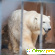 Казанский зоопарк - Зоопарки - Фото 85674