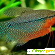 Гурами жемчужный - Аквариумные рыбки - Фото 84599
