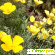 Эшшольция калифорнийская (Eschscholtzia californica) - Разное (дом и сад) - Фото 82123