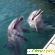 Дельфинарий в анапе - Курорты и экскурсии - Фото 88641