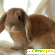 Вислоухий кролик - Кролики и зайцы - Фото 82915