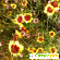 Кореопсис красильный - Растения садовые - Фото 90458