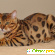 Бенгальская кошка цена - Кошки - Фото 80195